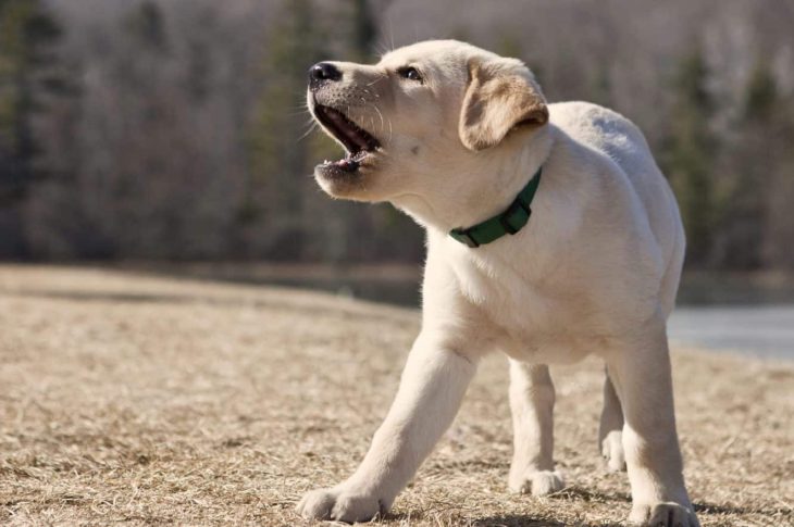 Aboiement sans cesse d’un chien