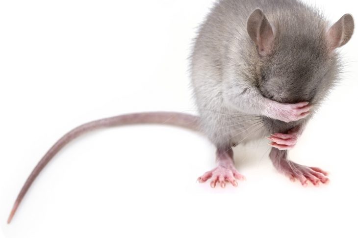 Les pièges les plus efficaces pour lutter contre les souris