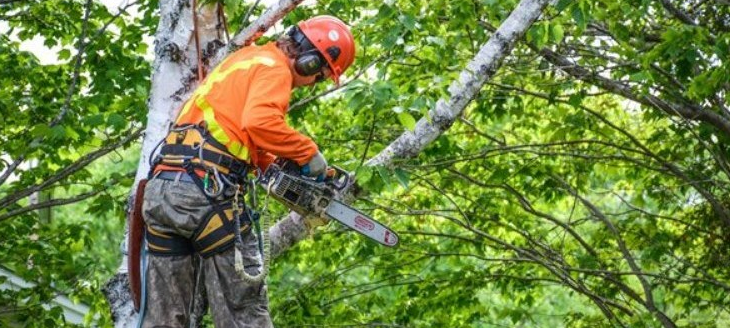 Pourquoi est-ce important de faire appel à un élagueur ?