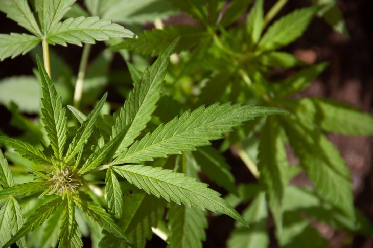 jardin de cannabis