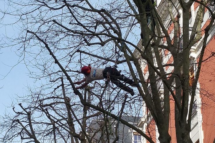 les travaux d’élagage