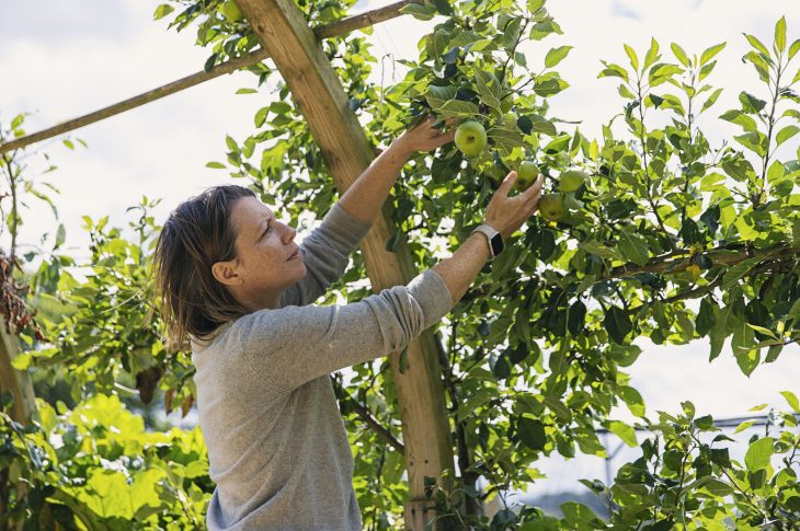 prendre soin de ses arbres fruitiers