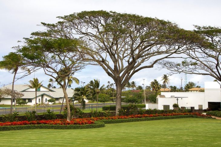 entretenir les arbres pour un jardin harmonisé