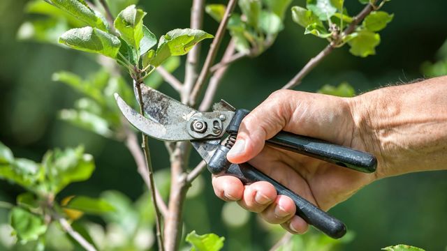 taille d’entretien des arbres