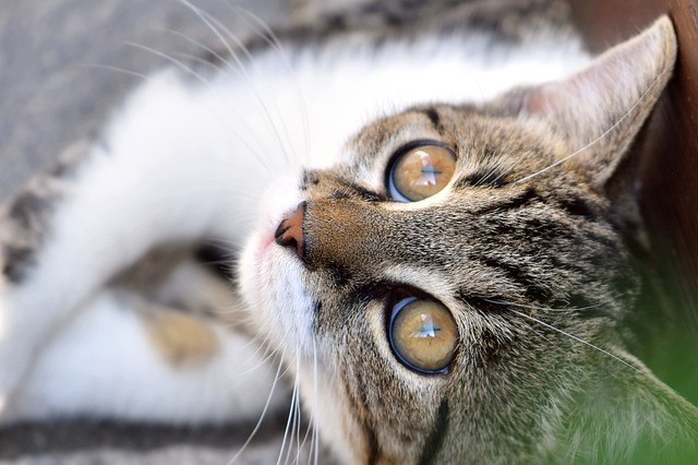Assurance pour animaux
