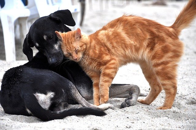 couverture chien ou chat