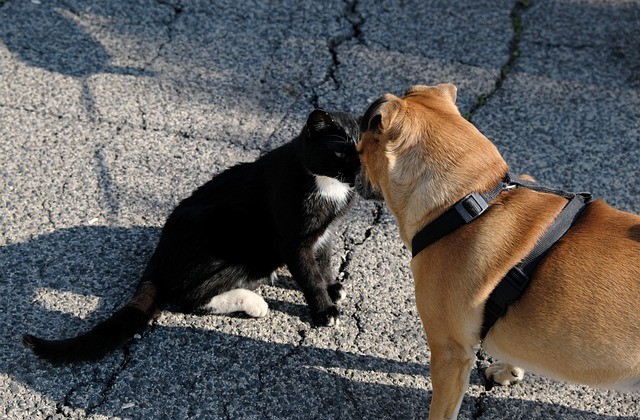Assurance chien et chat