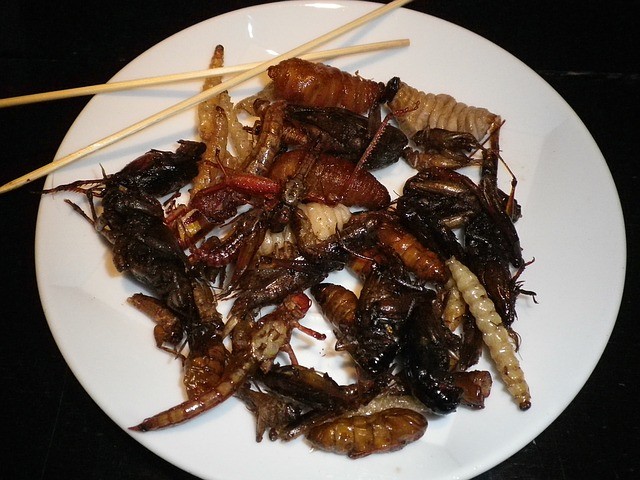 insectes comestibles