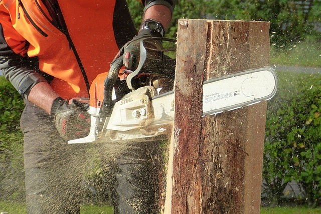 Période d’élagage : quand et à quelles fréquences faire un élagage?