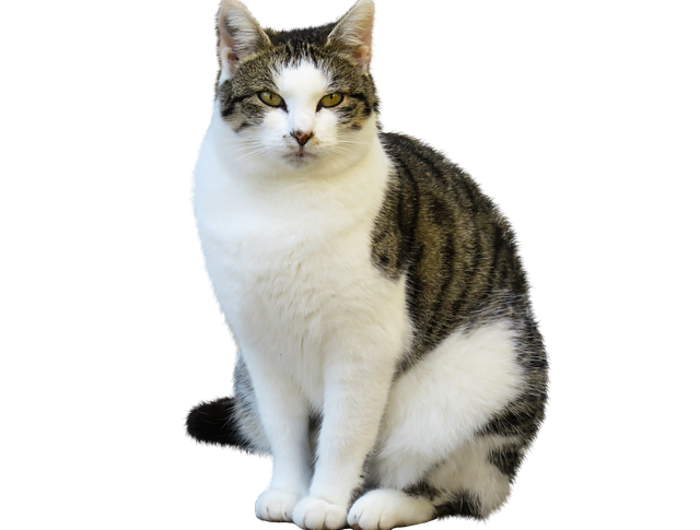 assurance pour animal
