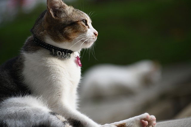 Assurance pour animaux