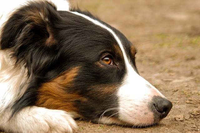animaux domestiques