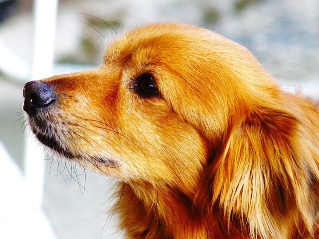 animaux