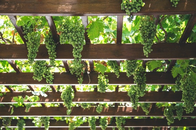 pergola