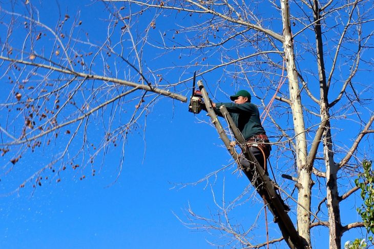 Les outils adaptés pour élaguer un arbre
