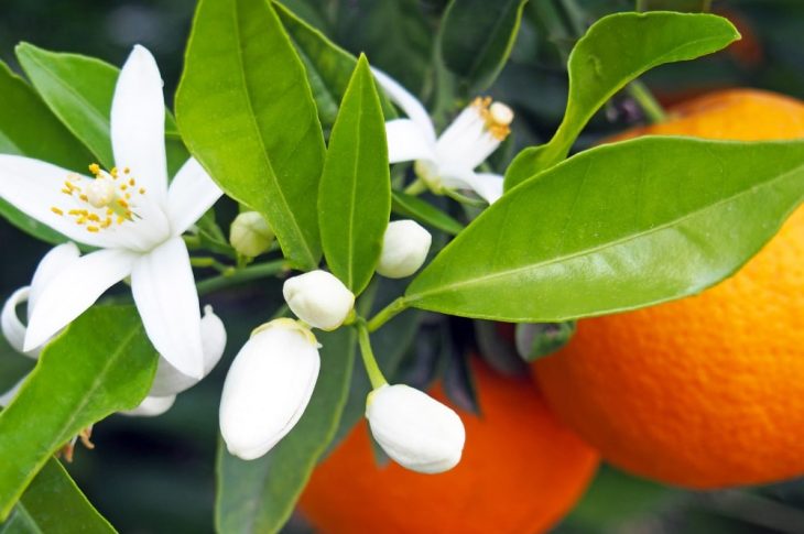 La bougie à la fleur d’oranger : tout savoir sur cette merveille