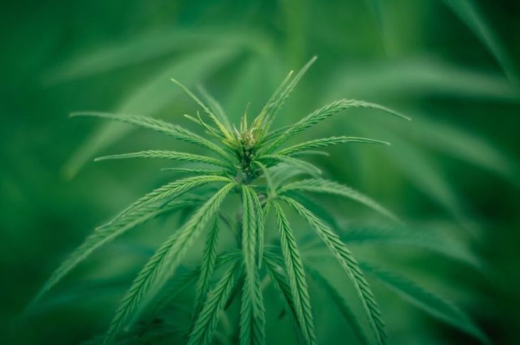 Quel CBD fait le plus d'effet ?