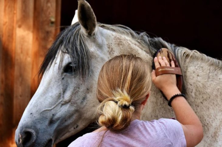 Pourquoi donner des graines de lin à son cheval ?