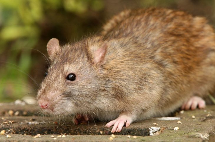 Comment se débarrasser des rats  les méthodes les plus efficaces ?