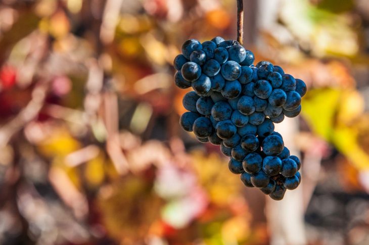 vignobles