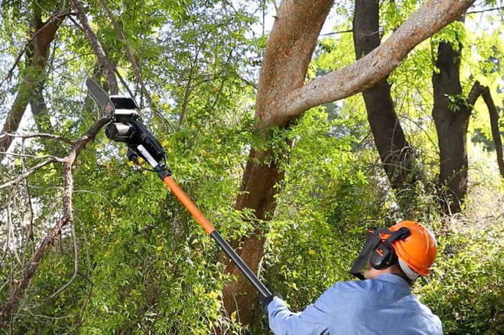 réussir un élagage d’arbre