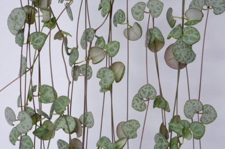 plante tombante