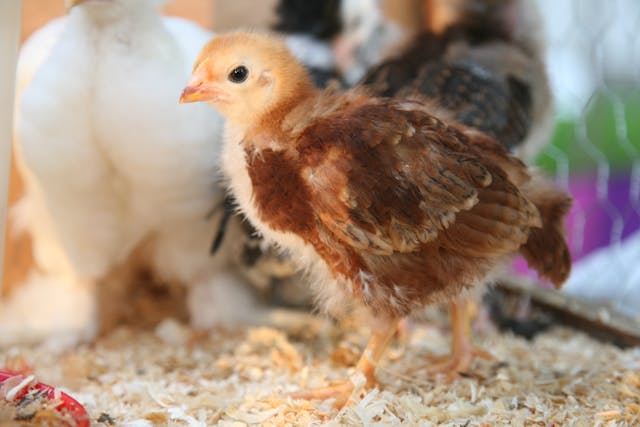 La croissance idéale de vos poussins grâce aux panneaux chauffants