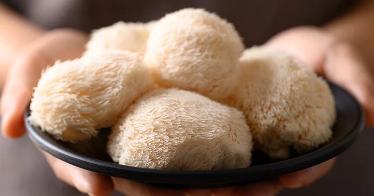 Plantes et champignons médicinaux : secrets naturels pour la santé 1 Plantes et champignons médicinaux : secrets naturels pour la santé